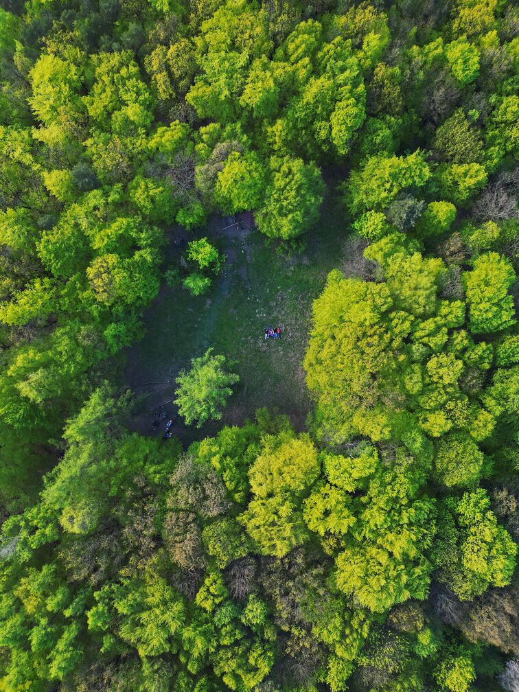 An aerial view of a lush green forest with a small clearing and a group of people in the center.