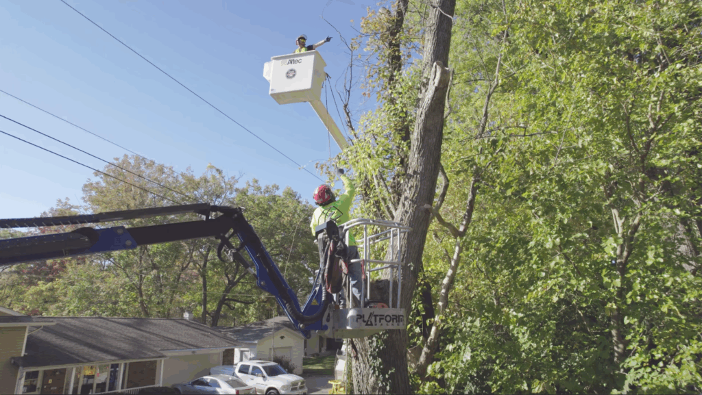 Tree Motring Tree Maintenance - Roots Tree Grinding
